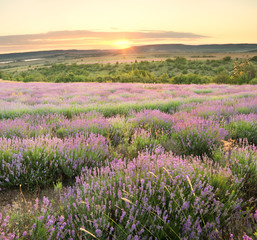 Wall Mural - Meadow of lavender.