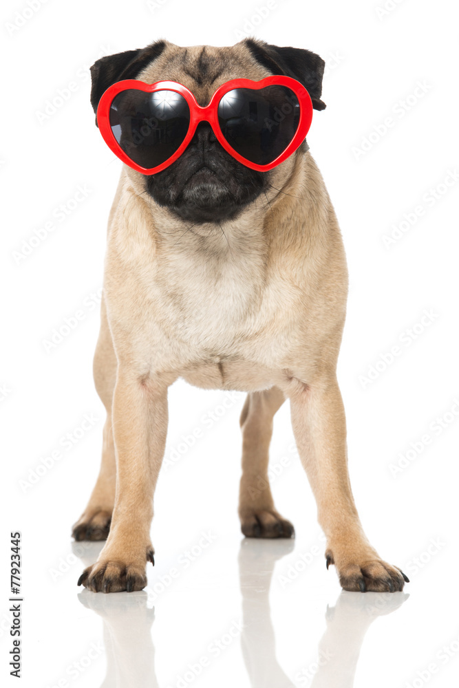 Brille für mops Clearance