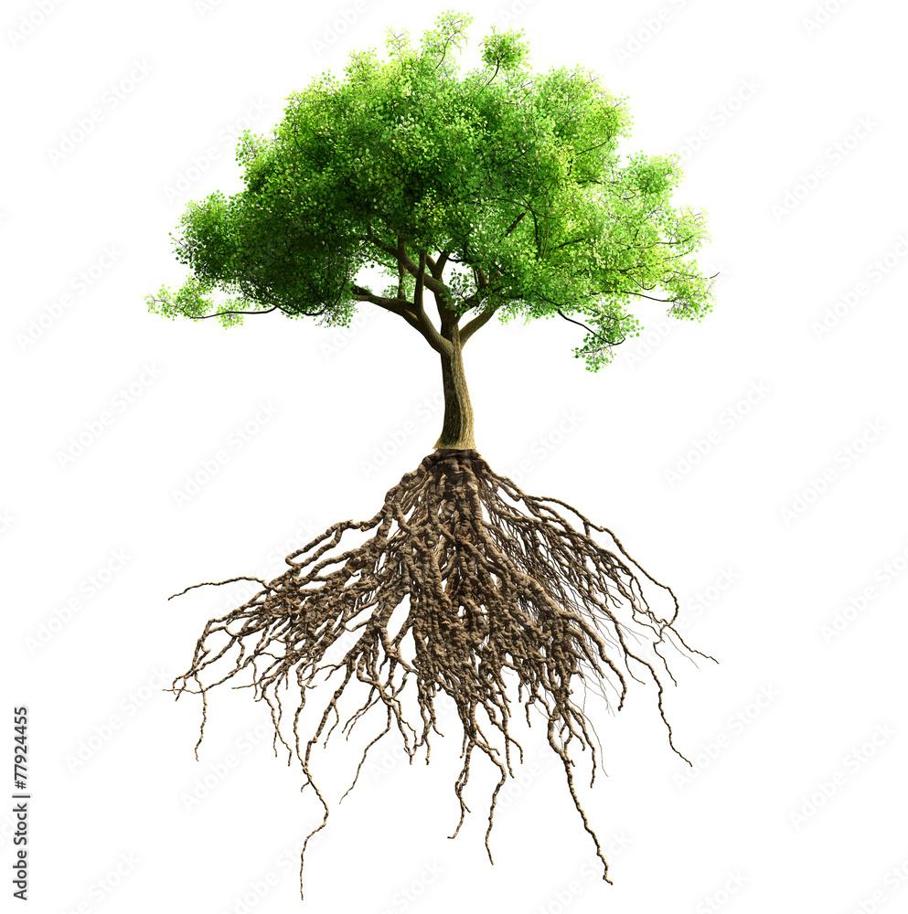 Tree Iwth Their Roots tree with roots Stock Photo | Adobe Stock