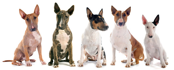 Poster - bull terriers