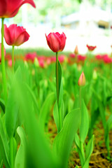 Tulips