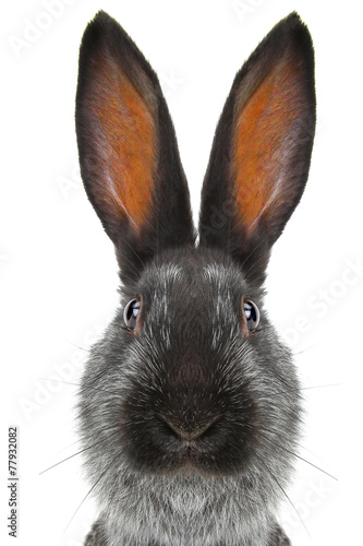 Plakat portret królika