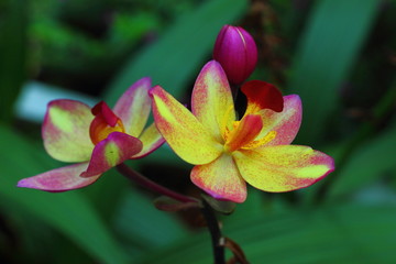 Ground orchid thailand