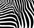Zebra 1002