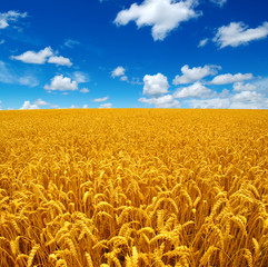 Field of wheat