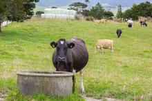 Cow Water Trough