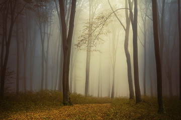 Fototapete - Foggy forest