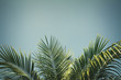 canvas print picture - palm tree