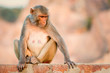 Macaque at the Monkey Temple, Jaipur.