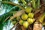 coconut fruits grow on tree