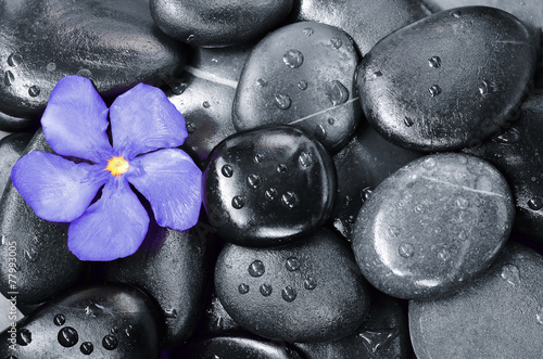 Naklejka na szybę Flower oleander and stone. Zen and Spa.