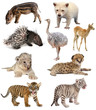 baby animals collection