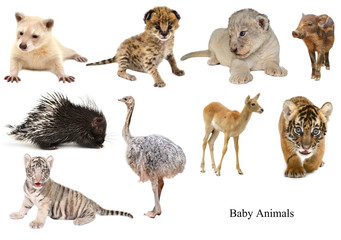 Poster - baby animals collection