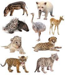 Wall Mural - baby animals collection