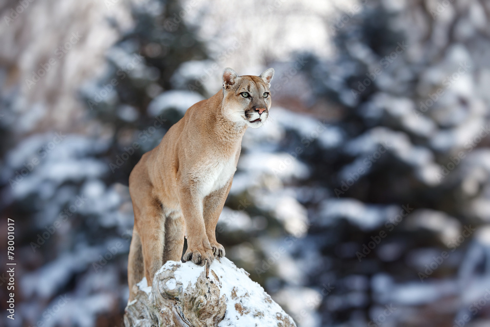 Portrait of a cougar, mountain lion, puma, panther, pose of the hunter - obrazy, fototapety, plakaty 