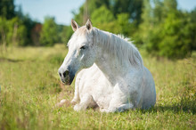 White Horse Lying On The Pasture In Summer