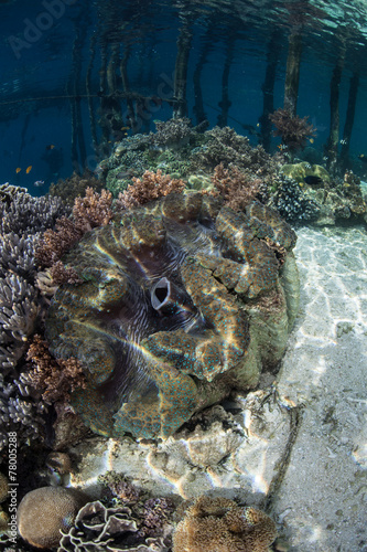 Fotografija  Giant Clam in Shallows