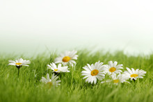 Spring Meadow With Daisies