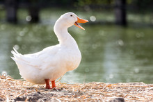 White Duck Stand Next To A Pond Or Lake With Bokeh Background