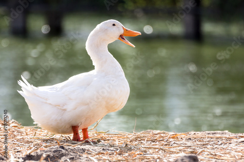 Fotografía Pato blanco de pie junto a un estanque o lago con el fondo del bokeh