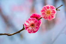 Two Red Plum Flowers