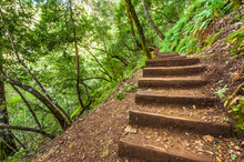 Steps On A Steep Hillside In Forest Area