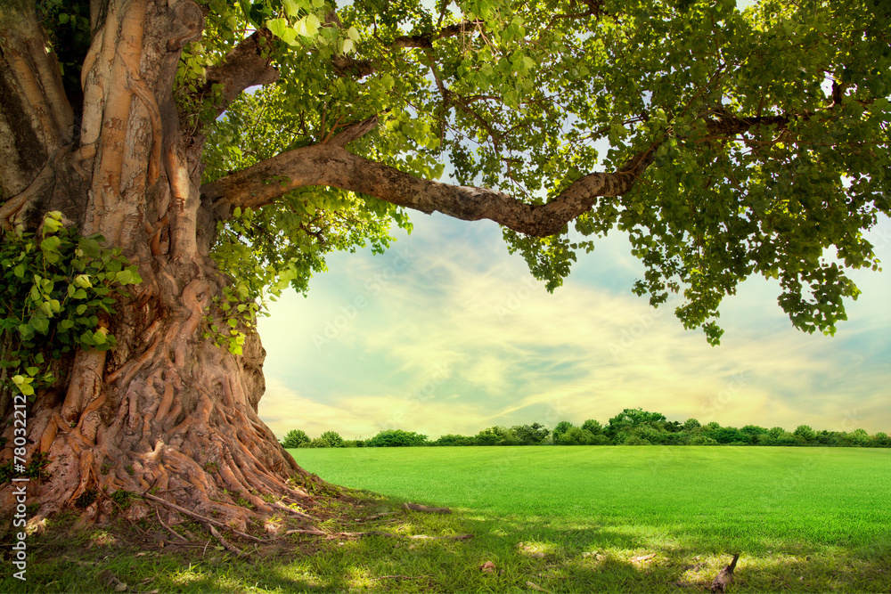 Spring meadow with big tree with fresh green leaves Stock Photo | Adobe ...