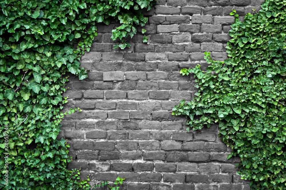 Old brick wall covered in ivy - obrazy, fototapety, plakaty 