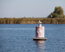 Seagull Sitting On Old Buoy In Autumn Sunny Day