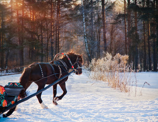 Wall Mural - Black Horse with sleigh on frozen forest background