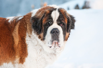 Portrait of saint bernard dog