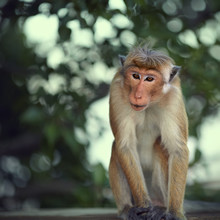 Attentive Macaque