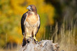 © donyanedomam - Red-tailed hawk sitting on a stump