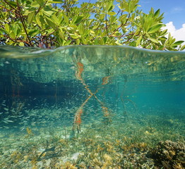 Wall Mural - Mangrove ecosystem over and under the sea