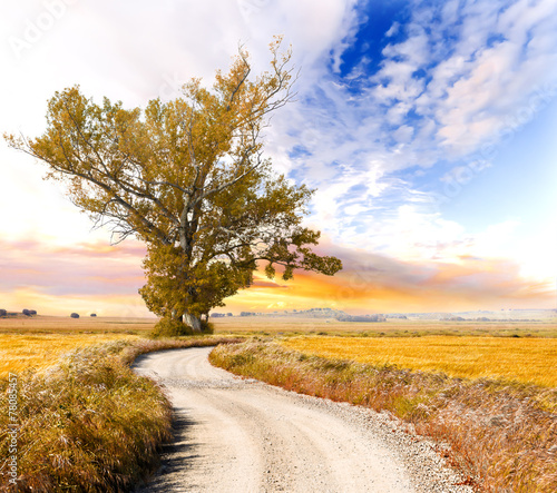 Fototapeta na wymiar Paisaje de atardecer. Arbol y camino en tonos naranja