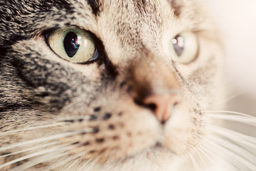 Wall Mural - Cute cat close-up portrait. Focus on its magnetic eye