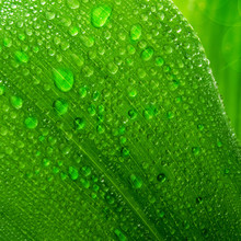 Beautiful Green Leaf With Drops Of Water