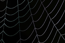 Close Up Of A Dewy Spider Web