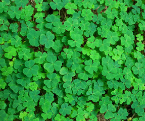  St.Patrick's day holiday symbol.  three-leaved shamrocks.