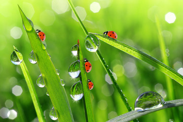 Fototapete - Fresh morning dew and ladybirds. Nature background.