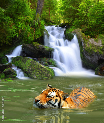 Obraz w ramie Siberian Tiger in water