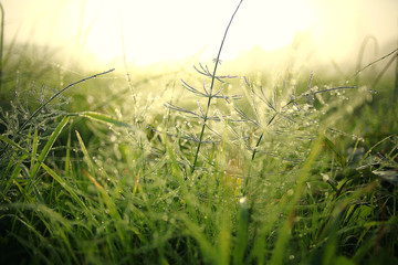 green grass with dew summer background