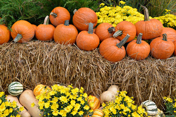 pumpkins on hay