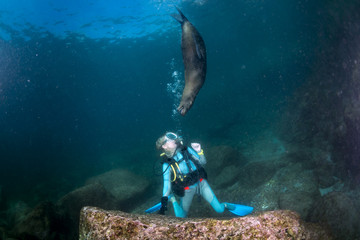 Wall Mural - beautiful blonde girl playing with sea lion underwater