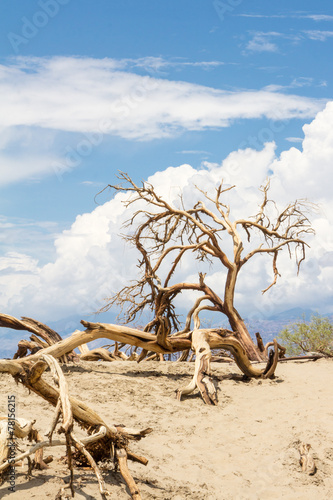 Fototapeta na wymiar Dead trees in Death Valley National Park
