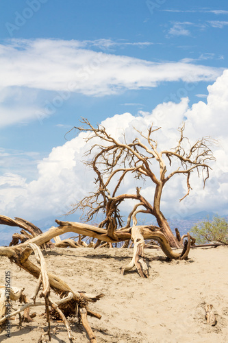 Naklejka na szafę Dead trees in Death Valley National Park