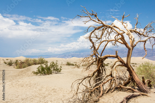 Obraz w ramie Dead trees in Death Valley National Park