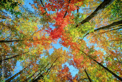 Nowoczesny obraz na płótnie Colorful Leaves up in the Autumn Trees