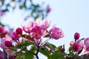 Wall Mural - Blooming apple trees. Spring flowers. Young leaves. Spring. (soft focus).