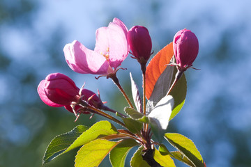 Wall Mural - Blooming apple trees. Spring flowers. Young leaves. Spring. (soft focus).